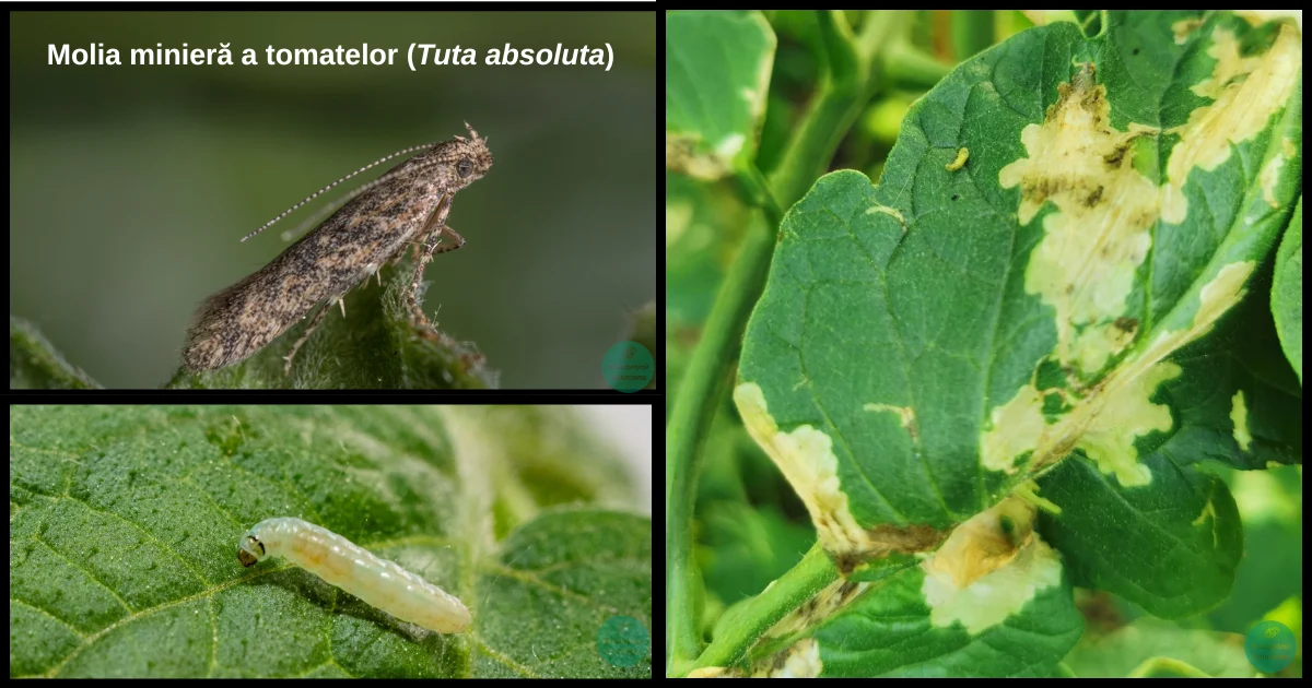 Molia minieră a tomatelor (Tuta absoluta)